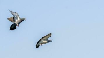 pigeon volant dans le ciel photo