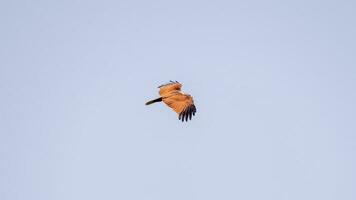 brahmane cerf-volant en volant dans le ciel dans la nature de Thaïlande photo