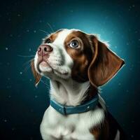 adorable chiot solo portrait photo