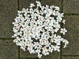 magnifique blanc fleurs tung fleur arrangé dans une cercle sur le route photo