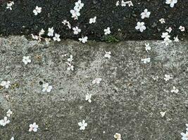 magnifique blanc fleurs fleuret routes photo