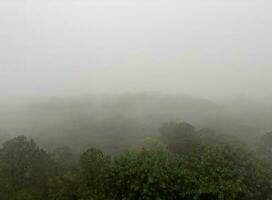 une grand forêt couvert avec brouillard photo