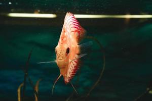 discus de poissons exotiques symphysodon, dans un aquarium photo