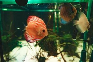 discus de poissons exotiques symphysodon, dans un aquarium photo