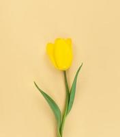 tulipe jaune sur fond beige. photo de stock plat minimaliste.