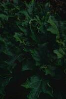 Haut vue feuille background.green feuilles Couleur Ton foncé dans le matin.tropical plante dans Thaïlande,environnement,bon air.photo concept la nature et plante. photo