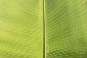 banane vert feuille proche en haut fond.texturé,abstrait Arrière-plan, feuilles, frais vert, photos concept la nature et plante.
