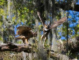 Paire d'accouplement de grands-ducs d'Amérique bubo virginianus face à face, battant des ailes, en chêne avec fougère de résurrection pleopeltis polypodioides