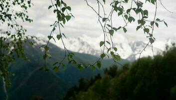 le de pointe de montagnes, Caucase Montagne gamme, vu par bouleau branches photo