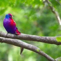 gratuit photo une coloré oiseau est assis sur une branche dans le forêt