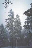 neige sur les pins dans la forêt photo
