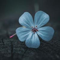 belle fleur bleue au printemps photo