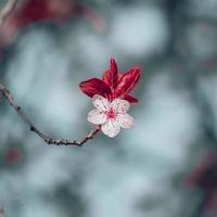 belle fleur de sakura fleur de cerisier photo
