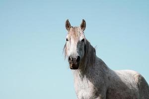 beau portrait de cheval blanc photo