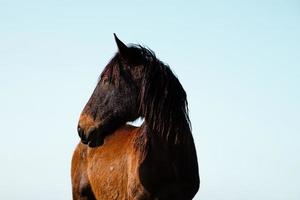 beau portrait de cheval brun photo