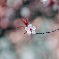 belles fleurs de sakura de fleurs de cerisier photo