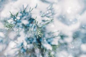 branches de pin et baies dans la neige. photo
