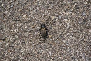 insecte sur asphalte