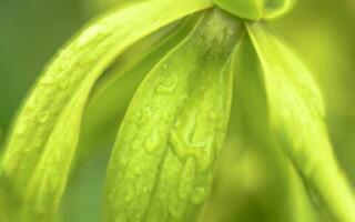 macro coup de tropical plante avec brouiller Contexte photo