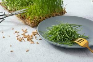 micro-vert germé blé sur assiette avec populaire et graines. en bonne santé nourriture concept photo
