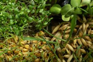 germé microgreens de blé, avoine, luzerne et tournesol. superaliment est grandi à Accueil photo