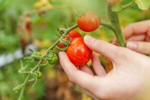concept de jardinage et d'agriculture. femme ouvrier agricole cueillette à la main des tomates biologiques mûres fraîches. produits de serre. production d'aliments végétaux. tomate poussant en serre. photo