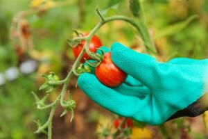concept de jardinage et d'agriculture. femme ouvrier agricole main dans la main cueillette de tomates biologiques mûres fraîches. produits de serre. production d'aliments végétaux. tomate poussant en serre. photo