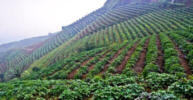 magnifique vue de en terrasse légume plantation, Majalengka, Ouest Java, Indonésie photo