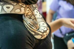 Balle python est une populaire animal de compagnie dans Thaïlande. photo