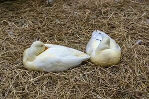 beaucoup canards sommeil dans le coopérative attendre à être vendu. photo