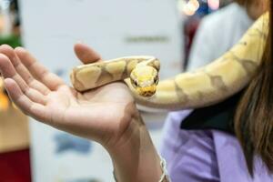 Balle python est une populaire animal de compagnie dans Thaïlande. photo