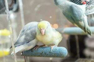 perroquets sont posant à prendre le photo. oiseau est une populaire animal de compagnie dans Thaïlande. photo