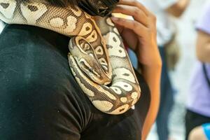 Balle python est une populaire animal de compagnie dans Thaïlande. photo