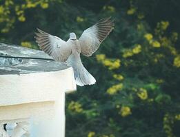 gris Pigeon se percher sur toit photo