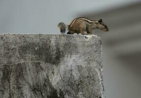 marron écureuil sur gris béton mur pendant jour photo