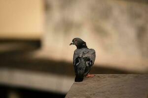 noir oiseau sur marron en bois table photo