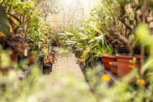 chemin dans un jardin printanier parmi des plantes en pot et des arbres. printemps. photo