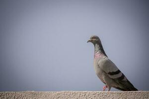 gris Pigeon sur marron béton mur photo