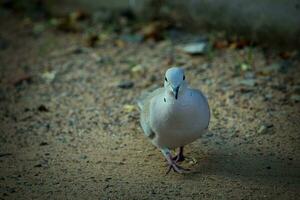 blanc oiseau sur marron le sable pendant jour photo