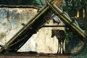 rusa total avec le scientifique Nom axe axe à zoo dans ragunan. photo