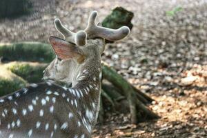 rusa total avec le scientifique Nom axe axe à zoo dans ragunan. photo