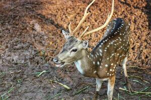 rusa total avec le scientifique Nom axe axe à zoo dans ragunan. photo