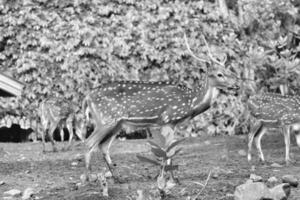 rusa total avec le scientifique Nom axe axe à zoo dans ragunan. photo