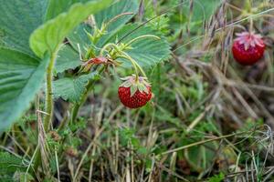 cueillette mûr sauvage des fraises dans le herbe sur une été journée. photo