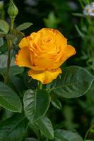 Jaune Rose dans le jardin sur une été journée. photo