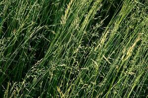 vert mature herbe dans le Prairie sur une été journée. génial Contexte pour conception. photo