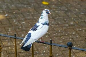 majestueux Pigeon oiseau pigeons des oiseaux dans alajuela dans costa rica. photo