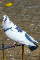 majestueux Pigeon oiseau pigeons des oiseaux dans alajuela dans costa rica. photo