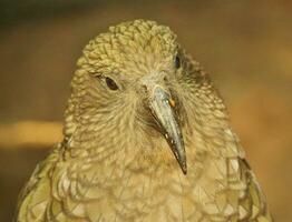 kea alpin perroquet de Nouveau zélande photo