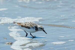 sanderling oiseau de rivage dans Australie photo